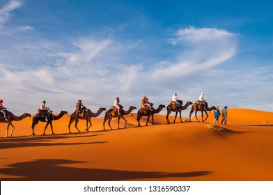 Camel Caravan In The Sahara Of Morocco