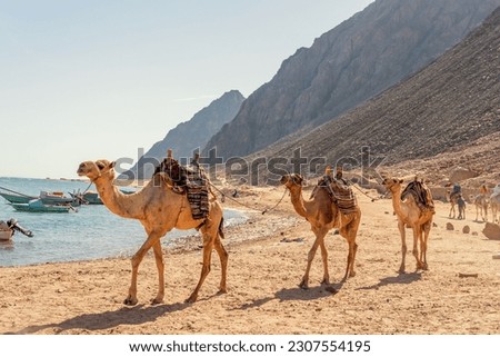 Camel caravan for tourists. A camelback Bedouin safari ride in Dahab. Egypt.