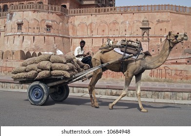 Featured image of post Cartoon Camel Cart Drawing - Add the lips, which are big and very natural for a camel.