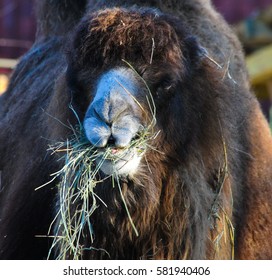 Camel chewing hay