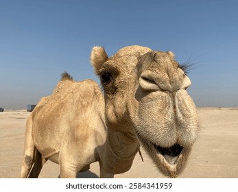Camello de cerca, cara de camello, lindo camello