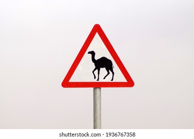 Camel Crossing Warning Road Sign Board In Highway