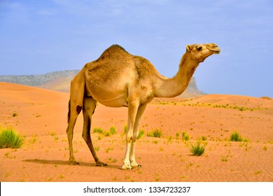 Camel Images, Stock Photos & Vectors | Shutterstock