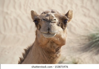 Camel in desert 