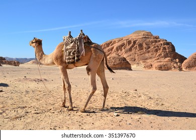 Camel in the desert