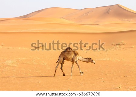 a camel in desert
