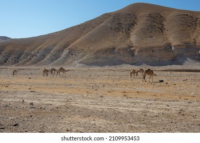 Camel in the desert of israel. Animal abuse. Animal protection concept.