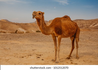 Camel in desert in Israel, Negev