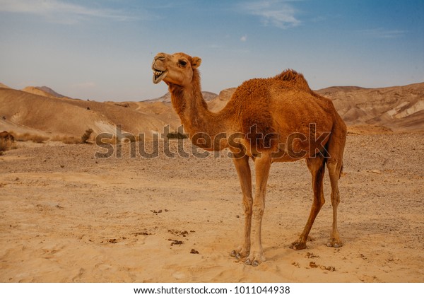 ネゲフ イスラエルの砂漠にラクダ の写真素材 今すぐ編集