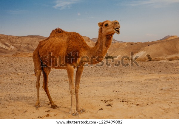 ネゲフ イスラエルの砂漠にラクダ の写真素材 今すぐ編集