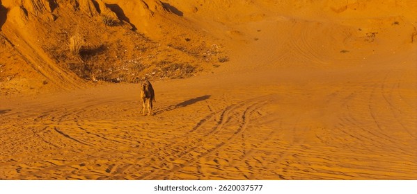 a camel in the desert rajasthan