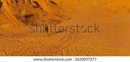a camel in the desert rajasthan