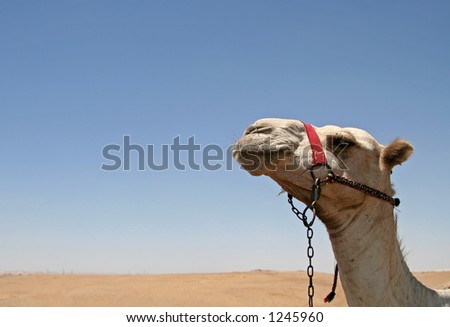 Camel with desert and sky as background