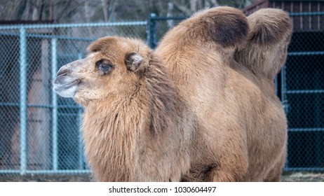 Camel Detroit Zoo