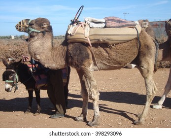 Camel Donkey Stock Photo Edit Now 398293096