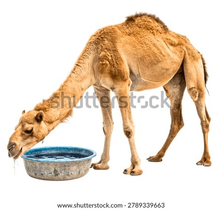 Camel Drinking Water from Desert Oasis – Full Body Natural Hydration Scene, Ultra Realistic Wildlife Photography