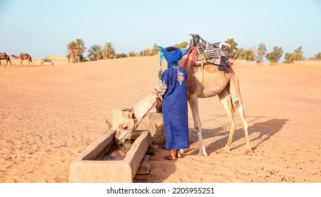 Camel Drinking Water From A Well In The Sahara Desert