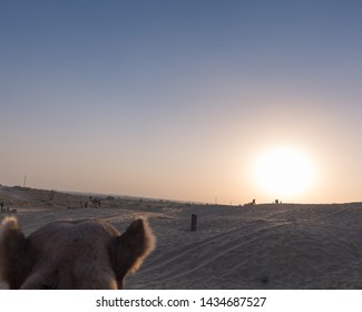 Camel Ears On Camel Safari At Sunset At Osian Jodhpur Rajasthan India With No People