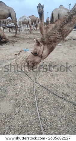 Camel Eating Straw at Eid ul Adha Livestock Market