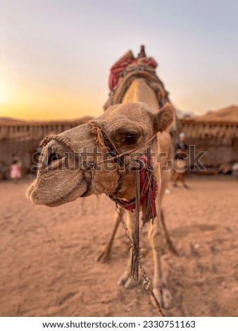 camel in Egypt in Bedouin's village. Egyptian desert. Safari 