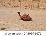 Camel in Egypt - red