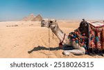 camel in the Egyptian desert near the pyramids in Luxor close up