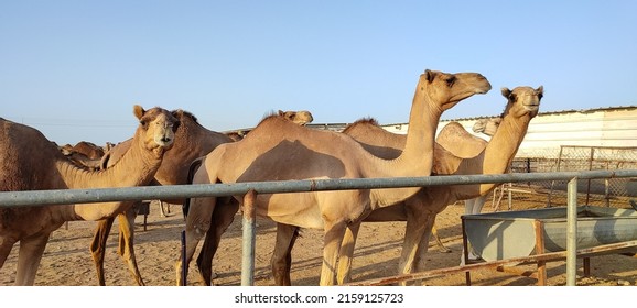 camel is even-toed ungulate in the genus Camelus that bears distinctive fatty deposits known as humps on its back. Camels have long been domesticated, as livestock, they provide food and textiles. 