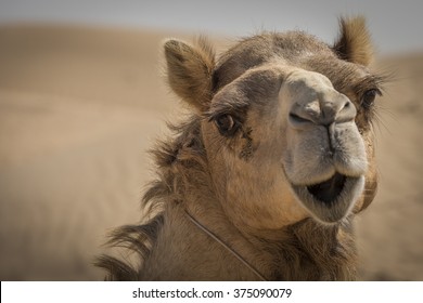 Camel face close up