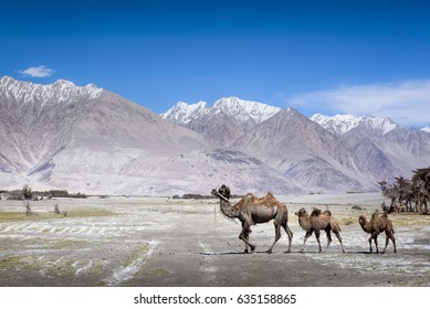 16,237 Ladakh Desert Images, Stock Photos & Vectors | Shutterstock