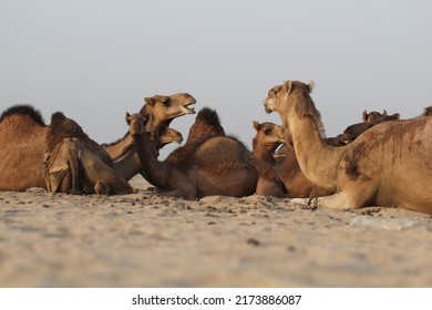 Camel farm from the outskirt of Jeddah