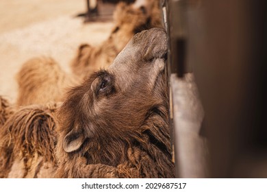 The Camel Is Fed At The Petting Zoo