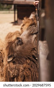 The Camel Is Fed At The Petting Zoo