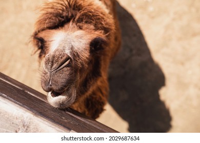 The Camel Is Fed At The Petting Zoo