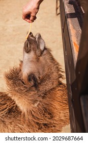 The Camel Is Fed At The Petting Zoo