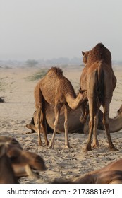 A Camel Feeding Her Baby Camel