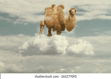 camel float