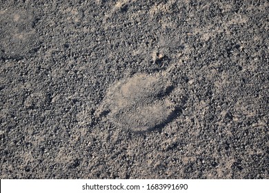 A Camel Footprint In Dark Grey Sand