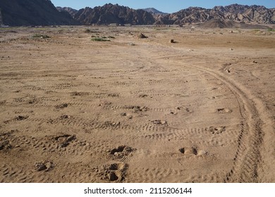 Camel footprints in the sand. Dahab, South Sinai Governorate, Egypt 