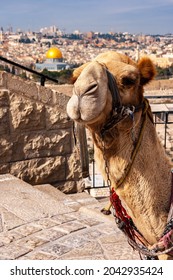 Kamel vor der Kuppel von Rock in Jerusalem. Israel