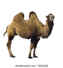 Camel In Front Of A White Background
