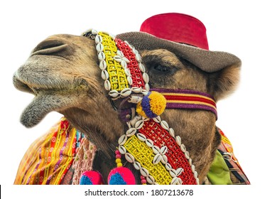 Camel Nose Images Stock Photos Vectors Shutterstock