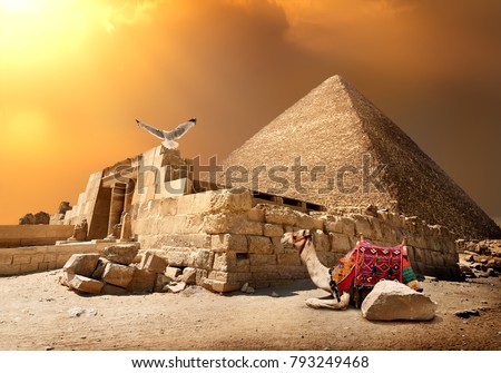 Camel in a Geeze