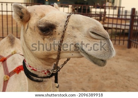 A camel in Global Village, UAE