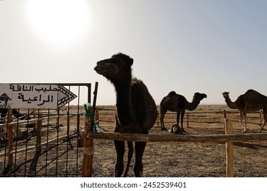 Camel happily facing camera inside rustic log pen, sign in Arabic reads 