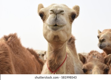 Camel Head