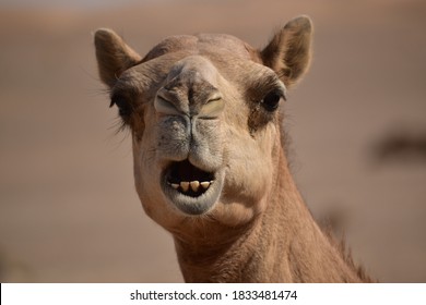 Camel Teeth Images Stock Photos Vectors Shutterstock