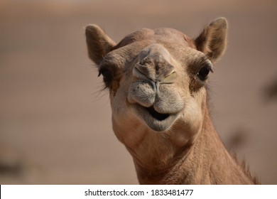 Camel head closeup portrait in sand dunes desert Abu Dhabi.
