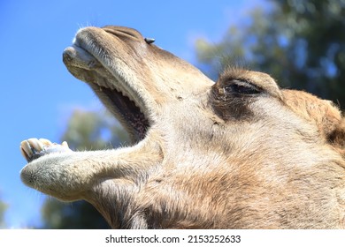 Camel Head With Wide Open Mouth And Teeth Close Up