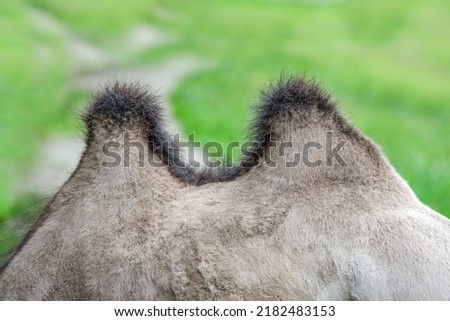 Camel hump close-up. The back of a camel with two humps. Humpback animal