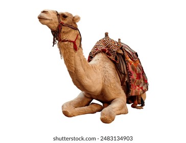 camel, illustration, arabian, animal, arabia